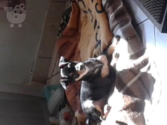 PoulaTo: ΤΣΙΟΥΑΟΥΑ